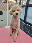 멍애견카페