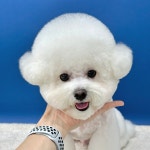 밍그루밍 애견미용실