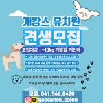개캉스살롱