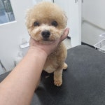 천방애견미용실
