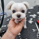 천방애견미용실