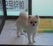 순독