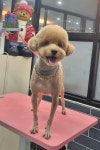 멍애견카페
