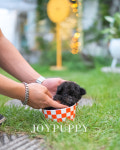 조이퍼피강아지분양