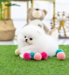 조이퍼피강아지분양