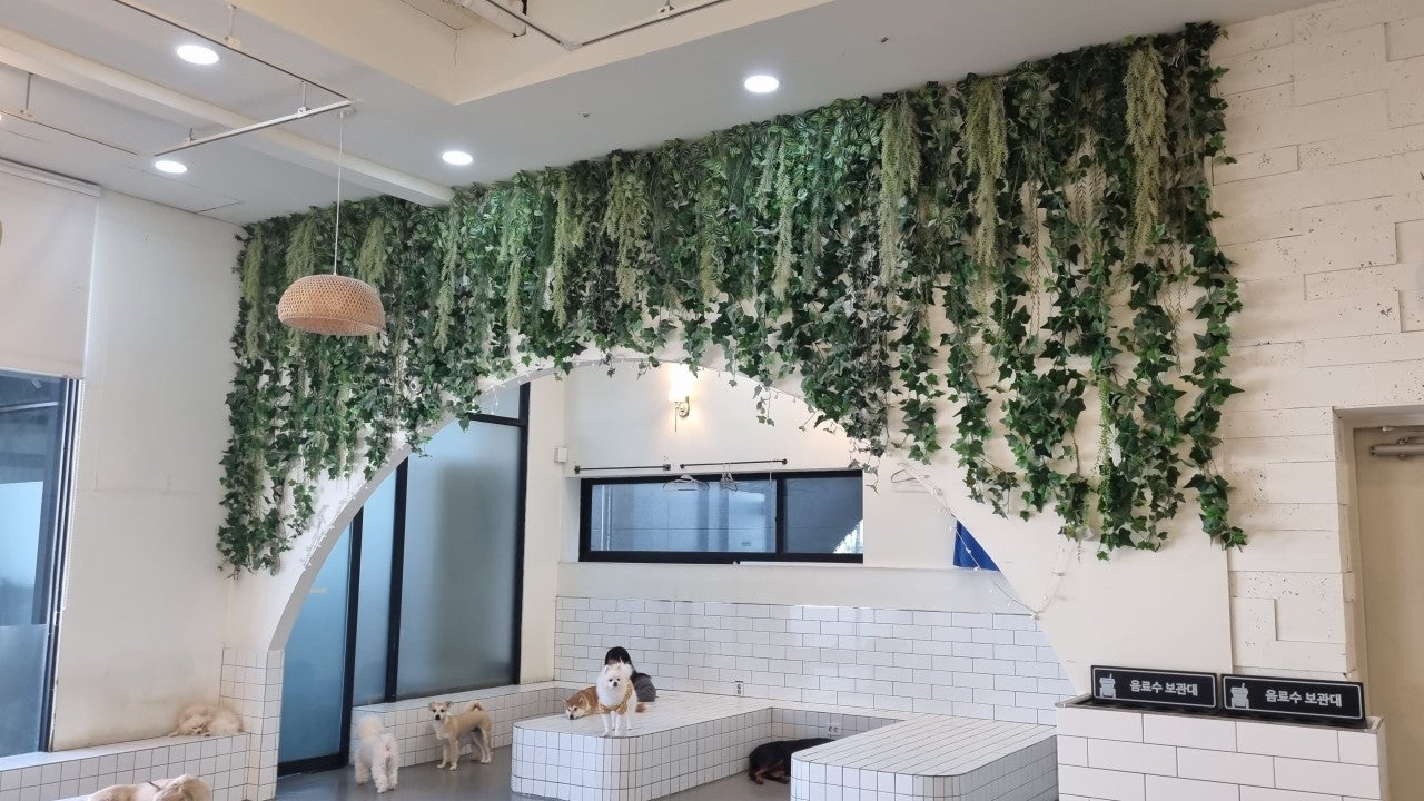 독타곤