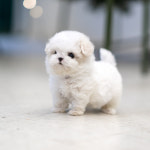 조이퍼피강아지분양