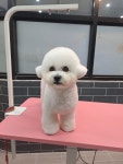 멍애견카페