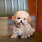 조이퍼피강아지분양