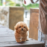 조이퍼피강아지분양