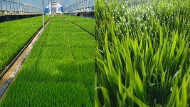 마하나임 영농조합법인