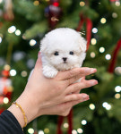 조이퍼피강아지분양