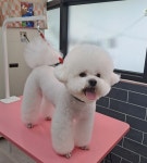 멍애견카페