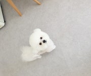 화니앤펫