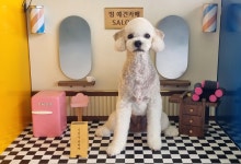 멍애견카페