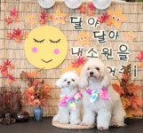 개좋은날
