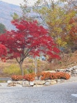 정선라움민박