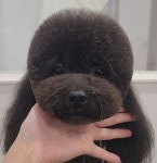 멍털연구소