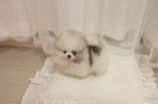 비비드켄넬 갓불리켄넬