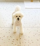 뽀얗개