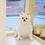 따뜻하개