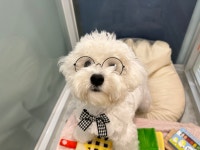 멍투게더 애견유치원 애견호텔 선릉점