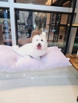 쁘띠멍