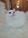 조으냥