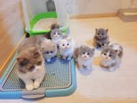 조으냥
