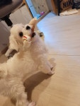 조으냥