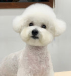 도그도그펫 애견유치원 호텔 미용
