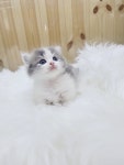 조으냥