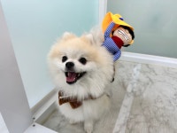 멍투게더 애견유치원 애견호텔 선릉점