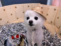 멍투게더 애견유치원 애견호텔 선릉점