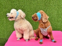 멍투게더 애견유치원 애견호텔 선릉점