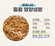 밀웜나라