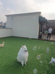수려하개