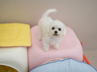 서면애견미용 맘바이 강아지 미용실