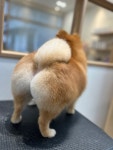 위풍댕댕