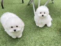 애견호텔몽몽 애견유치원&애견호텔&애견돌봄