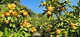 랑이준이네농장