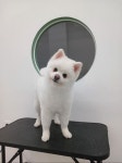 섬댕 강아지미용실