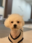 개모임