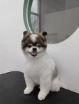 섬댕 강아지미용실