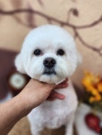 바나고펫살롱 애견미용실 애견호텔 애견놀이방 바나고펫