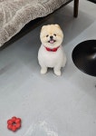 아리아펫