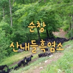 산내들흑염소