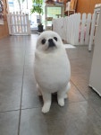 행복하개