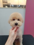 화니앤펫