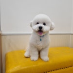 하이몽애견미용실